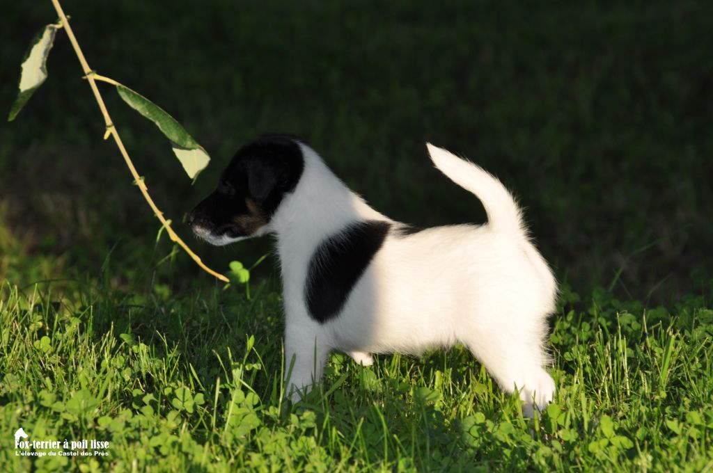 Du castel des pres - Chiot disponible  - Fox Terrier Poil lisse
