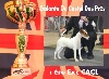  - 86 th International Dog Show Luxembourg