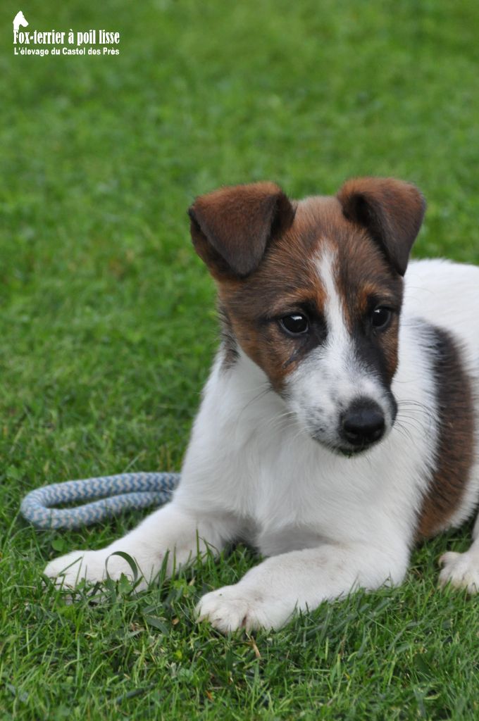 Du castel des pres - Chiot disponible  - Fox Terrier Poil lisse