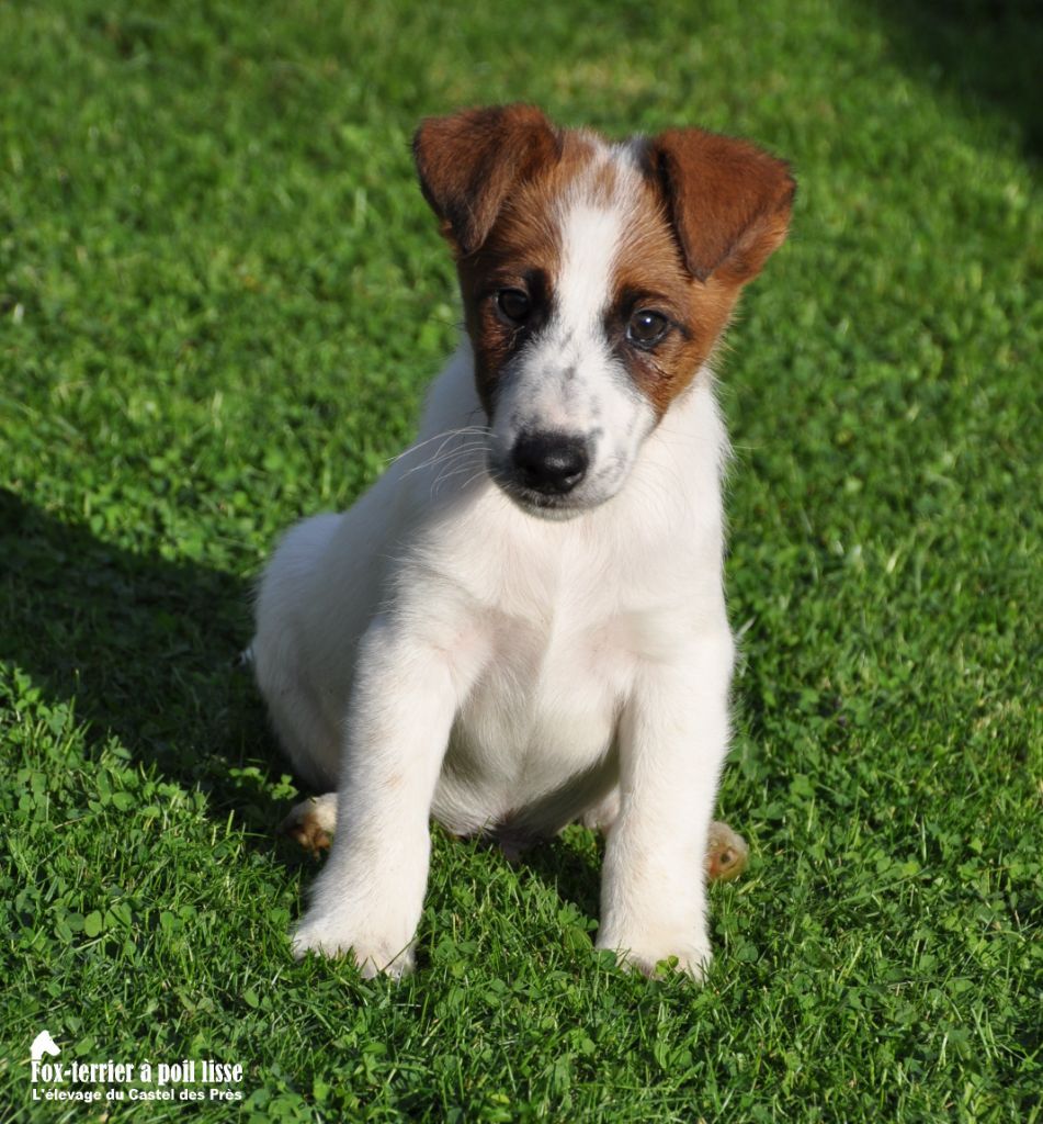 Du castel des pres - Chiot disponible  - Fox Terrier Poil lisse