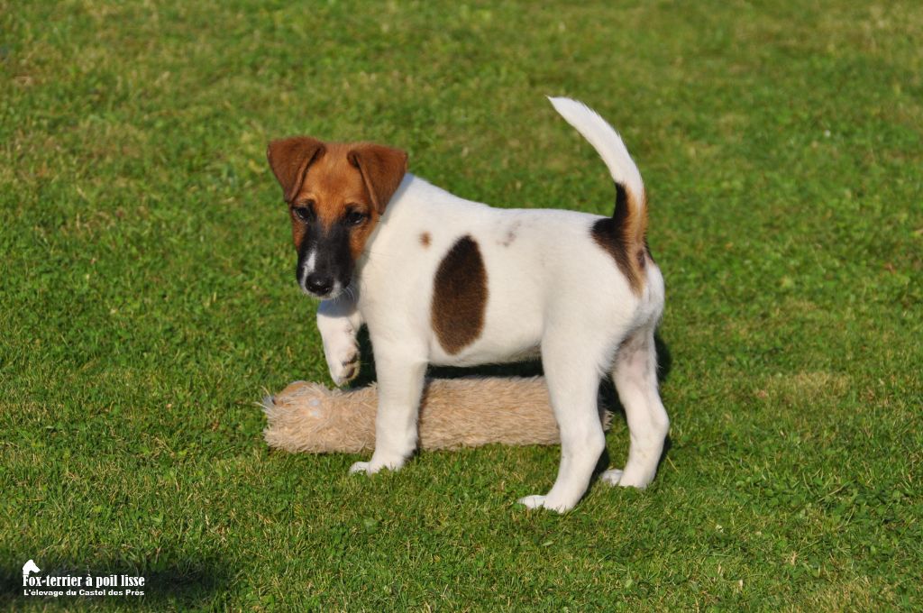 Du castel des pres - Chiot disponible  - Fox Terrier Poil lisse