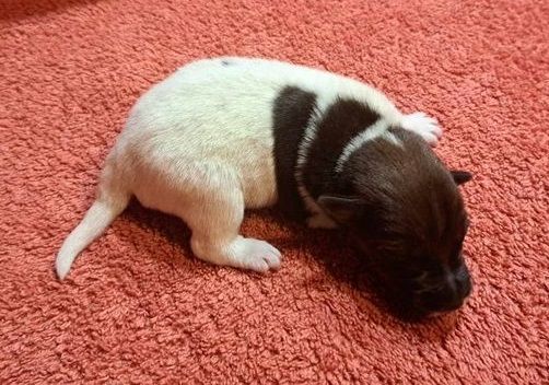 Du castel des pres - Chiot disponible  - Fox Terrier Poil lisse