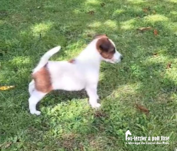 Du castel des pres - Chiot disponible  - Fox Terrier Poil lisse