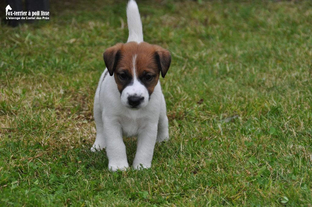 Du castel des pres - Chiot disponible  - Fox Terrier Poil lisse