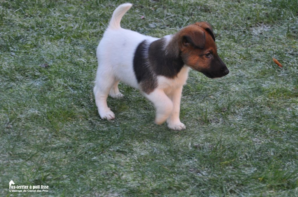 Du castel des pres - Chiot disponible  - Fox Terrier Poil lisse