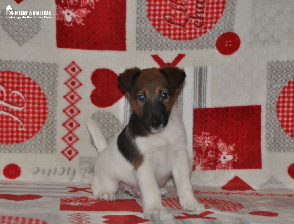 Du castel des pres - Chiot disponible  - Fox Terrier Poil lisse