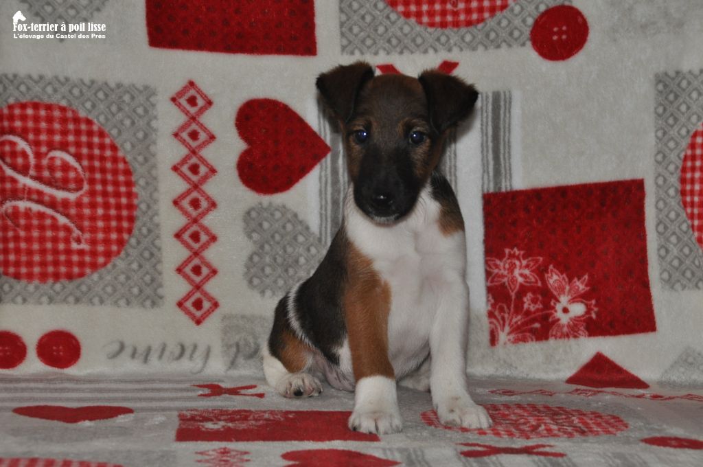 Du castel des pres - Chiot disponible  - Fox Terrier Poil lisse