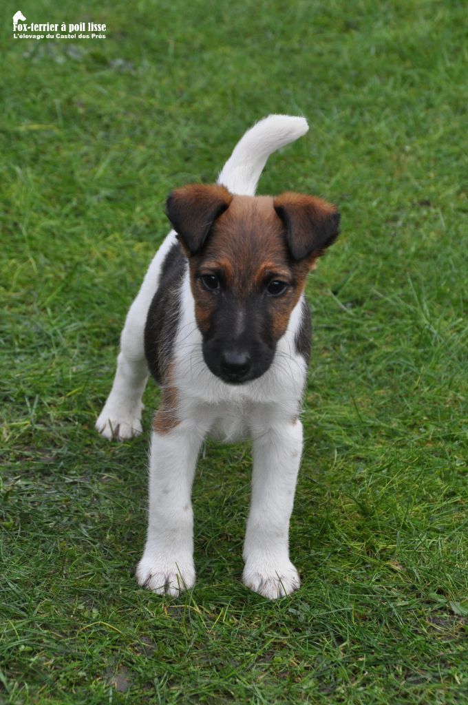 Du castel des pres - Chiot disponible  - Fox Terrier Poil lisse