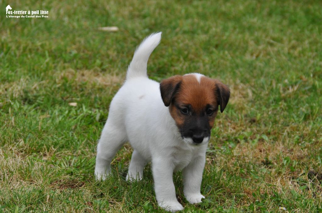 Du castel des pres - Chiot disponible  - Fox Terrier Poil lisse