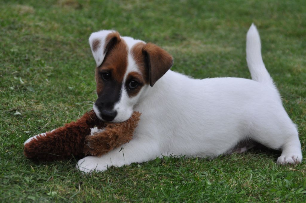 Du castel des pres - Chiot disponible  - Fox Terrier Poil lisse