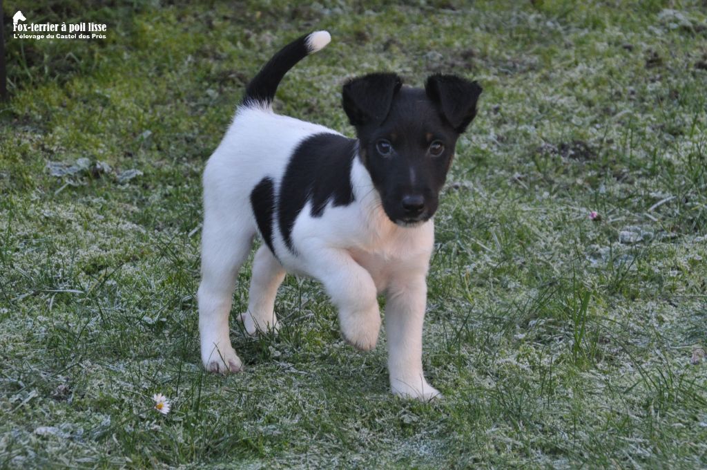 Du castel des pres - Chiot disponible  - Fox Terrier Poil lisse