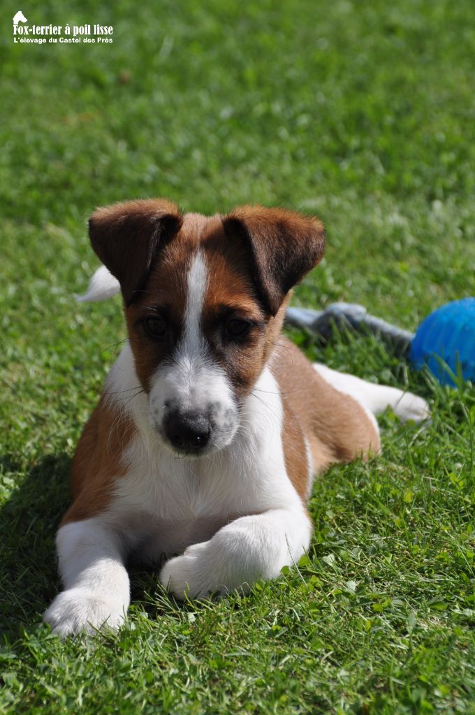 Du castel des pres - Chiot disponible  - Fox Terrier Poil lisse