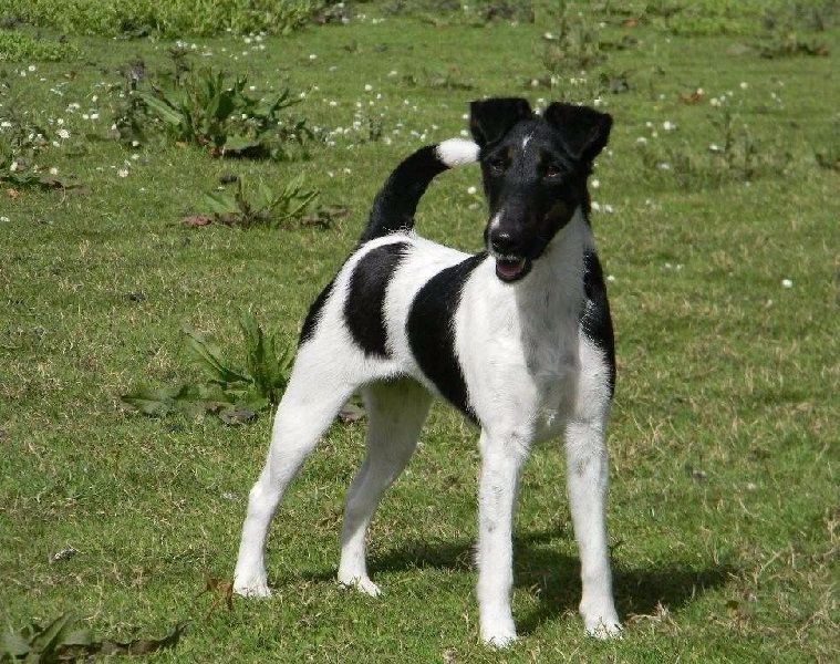 Accueil http casteldespres.chiens de france fox terrier