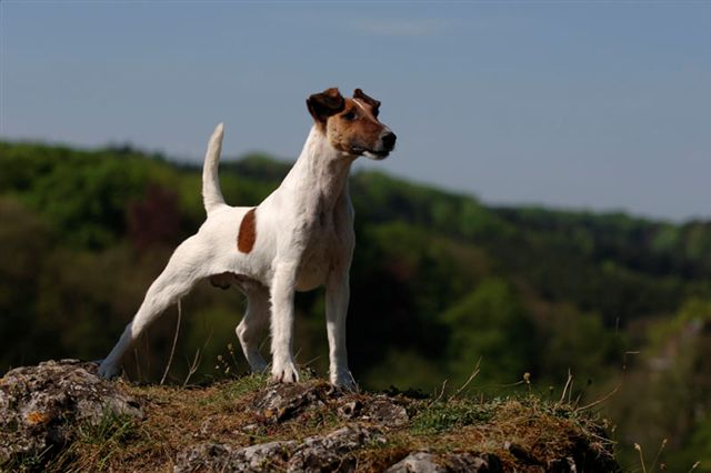 CH. Belfox Eskimo
