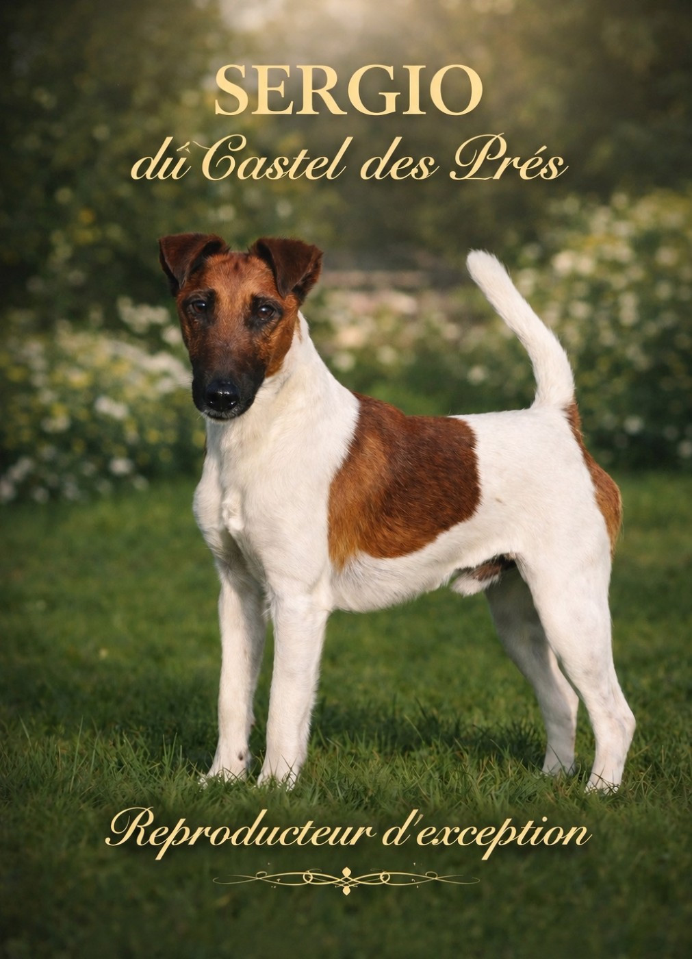 Étalon Fox Terrier à Poil Lisse LOF Sergio Du castel des pres