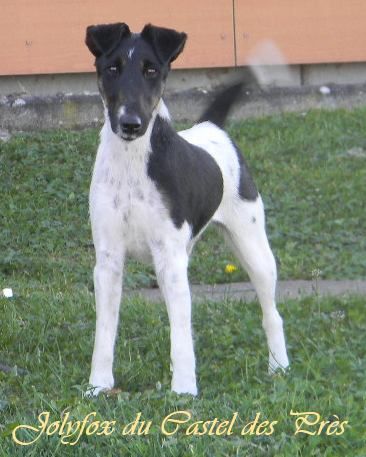 Du castel des pres - 26th Special-Terrier-Show Luxembourg