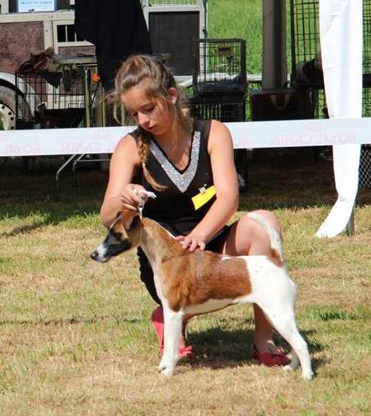 Du castel des pres - Spéciale Fox-terrier CAC de Falaen