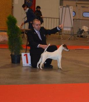 Du castel des pres - Galante au CAC-CACIB De Brussels Dogshow