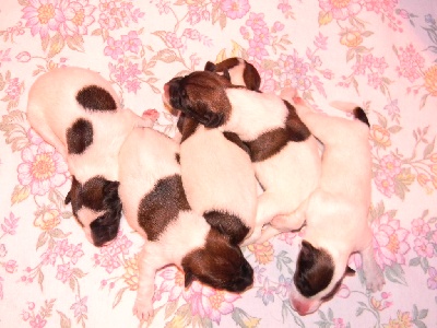 Du castel des pres - Naissance des BB d' Evita et de Moritz
