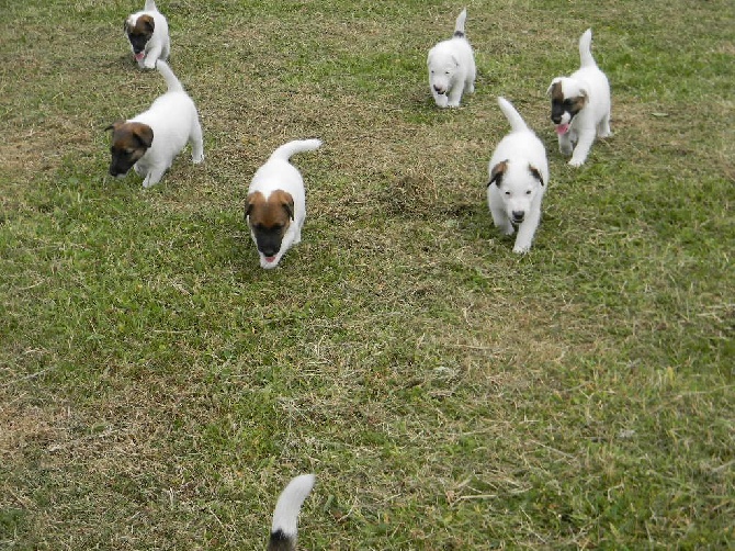 Du castel des pres - Chiots à réserver