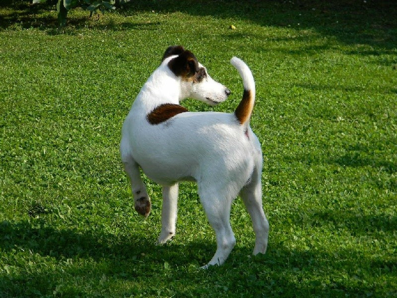 Élevage de fox-terriers à poil lisse dans le Nord-pas-de-Calais