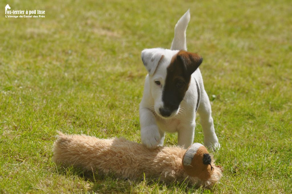 Du castel des pres - Fox Terrier Poil lisse - Portée née le 25/03/2023