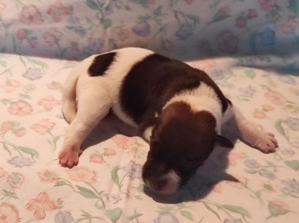 Du castel des pres - Chiots disponibles - Fox Terrier Poil lisse
