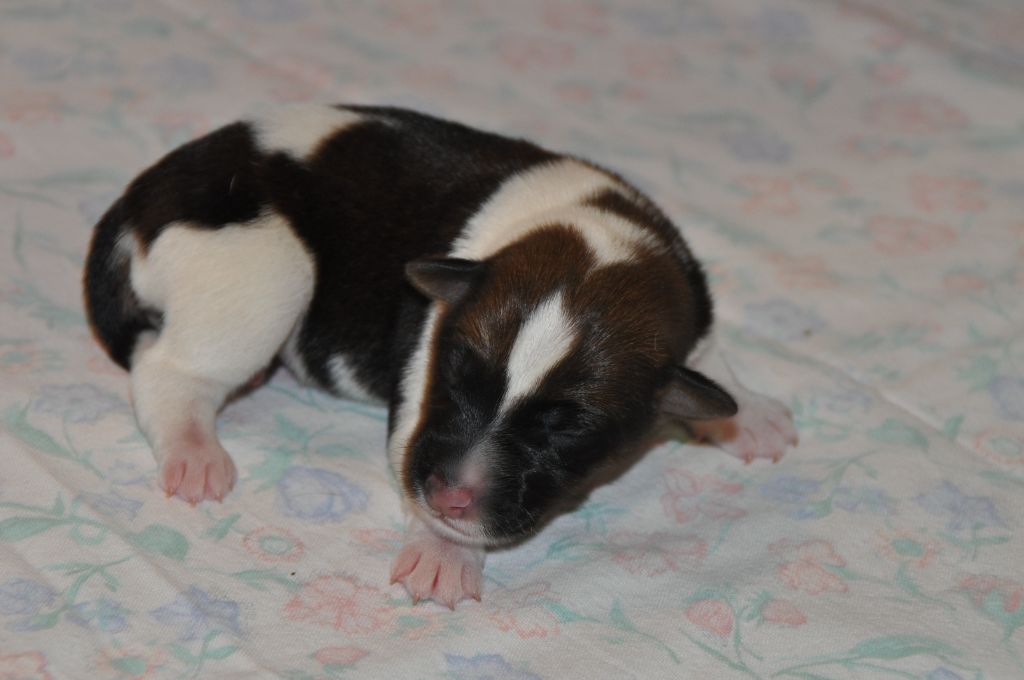 Du castel des pres - Chiots disponibles - Fox Terrier Poil lisse