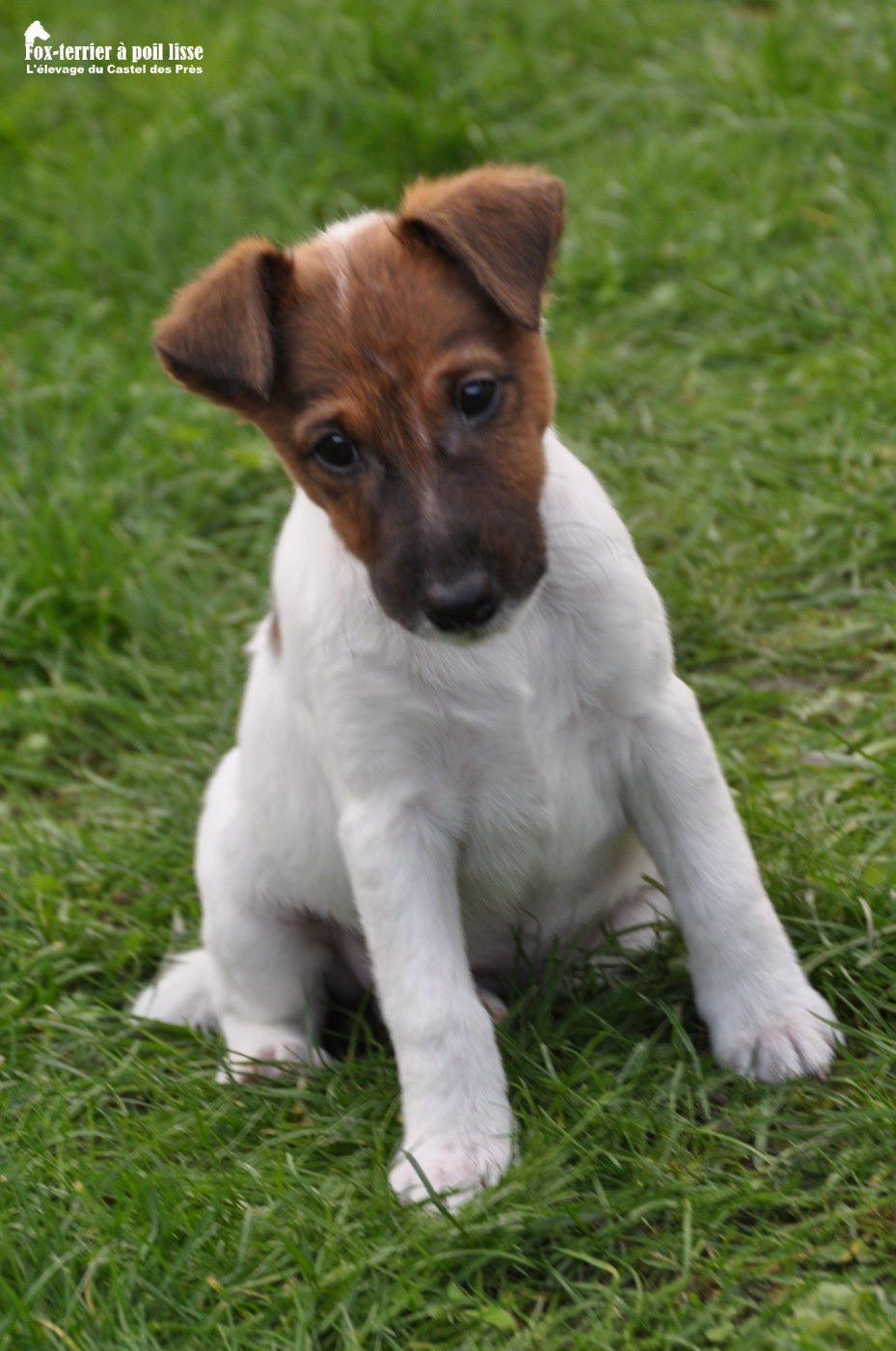Du castel des pres - Chiots disponibles - Fox Terrier Poil lisse