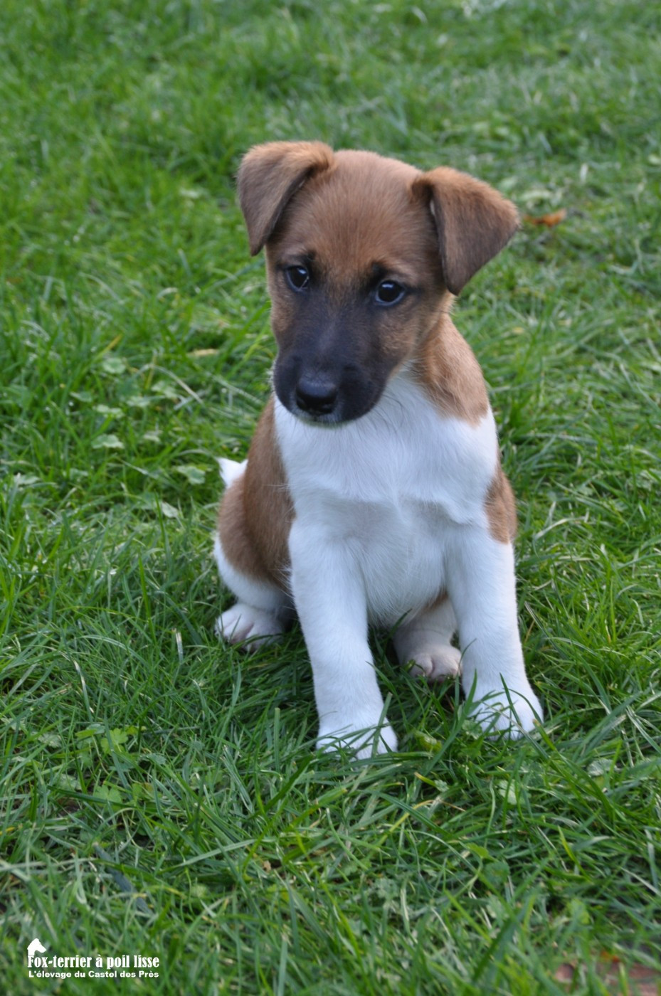 Du castel des pres - Chiots disponibles - Fox Terrier Poil lisse