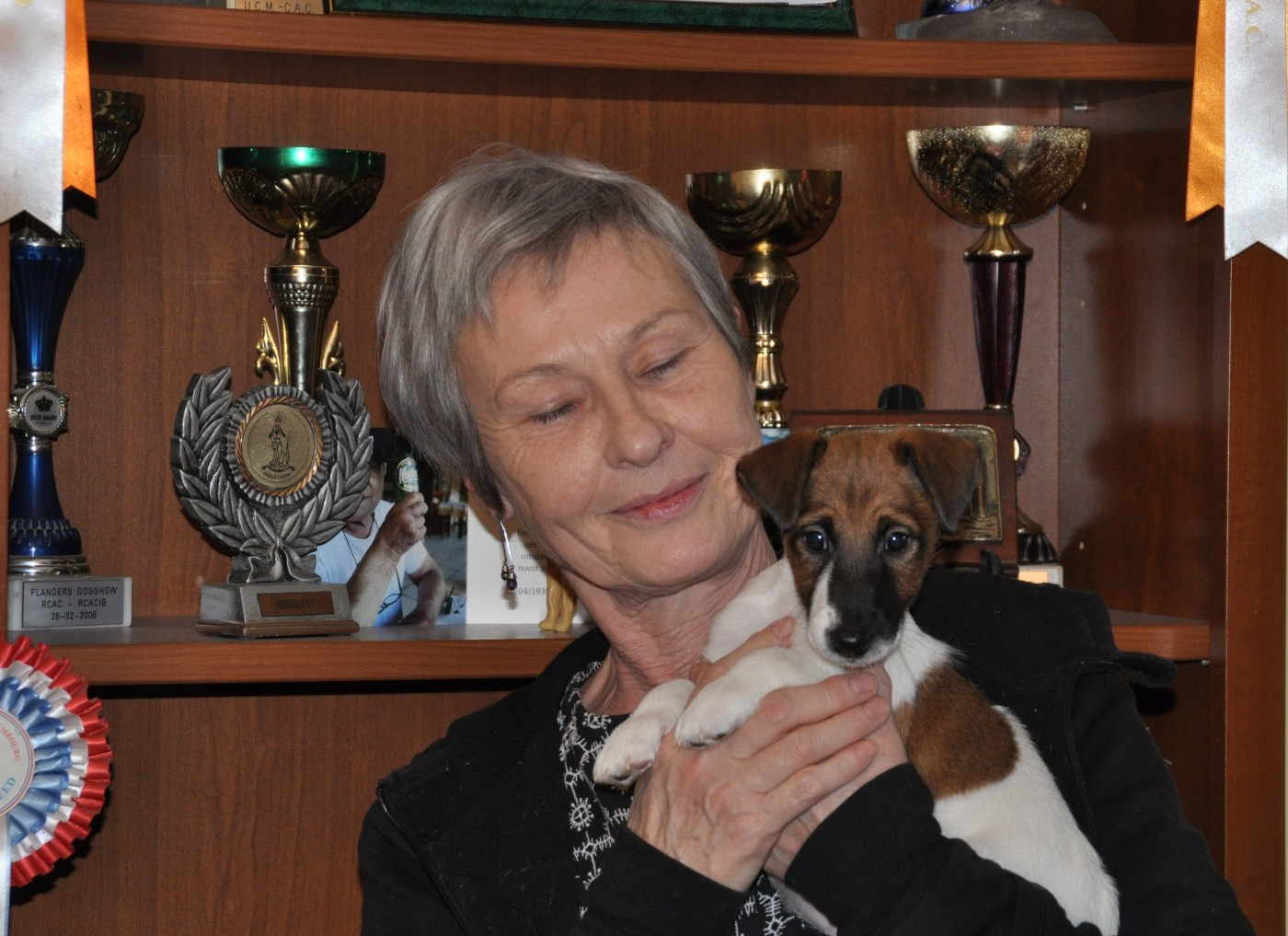 Du castel des pres - Chiots disponibles - Fox Terrier Poil lisse