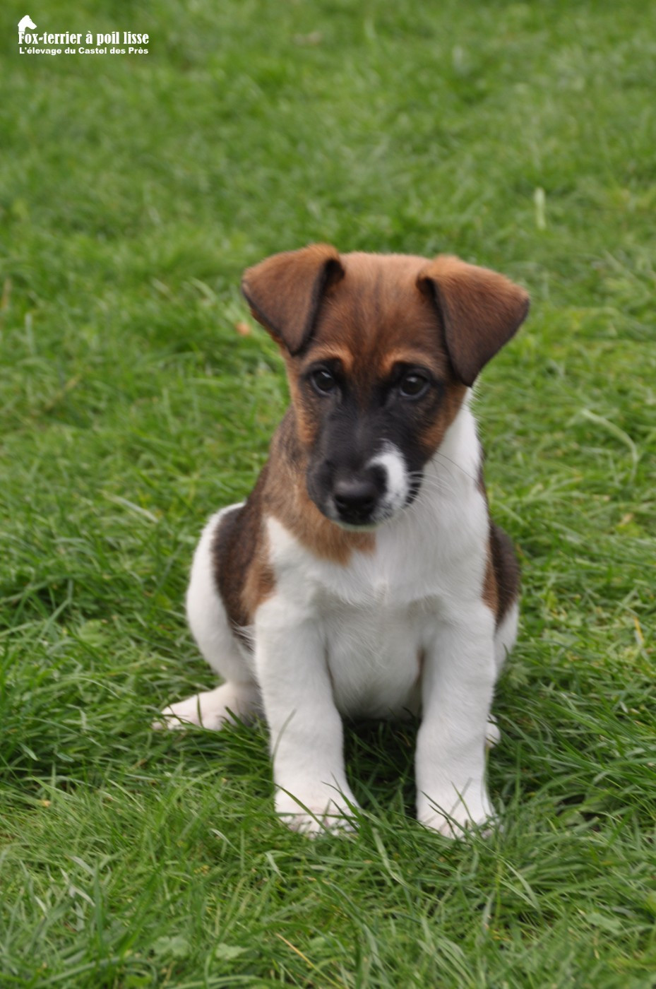 Du castel des pres - Chiots disponibles - Fox Terrier Poil lisse