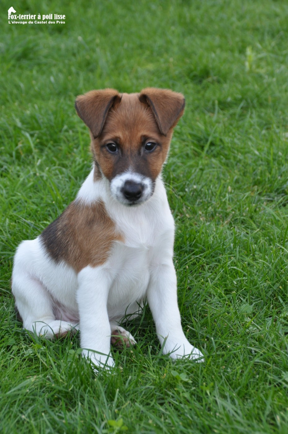 Du castel des pres - Chiots disponibles - Fox Terrier Poil lisse