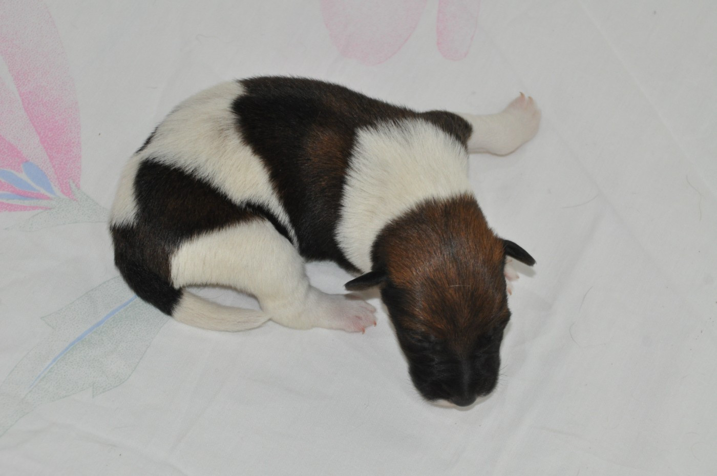 Du castel des pres - Chiots disponibles - Fox Terrier Poil lisse