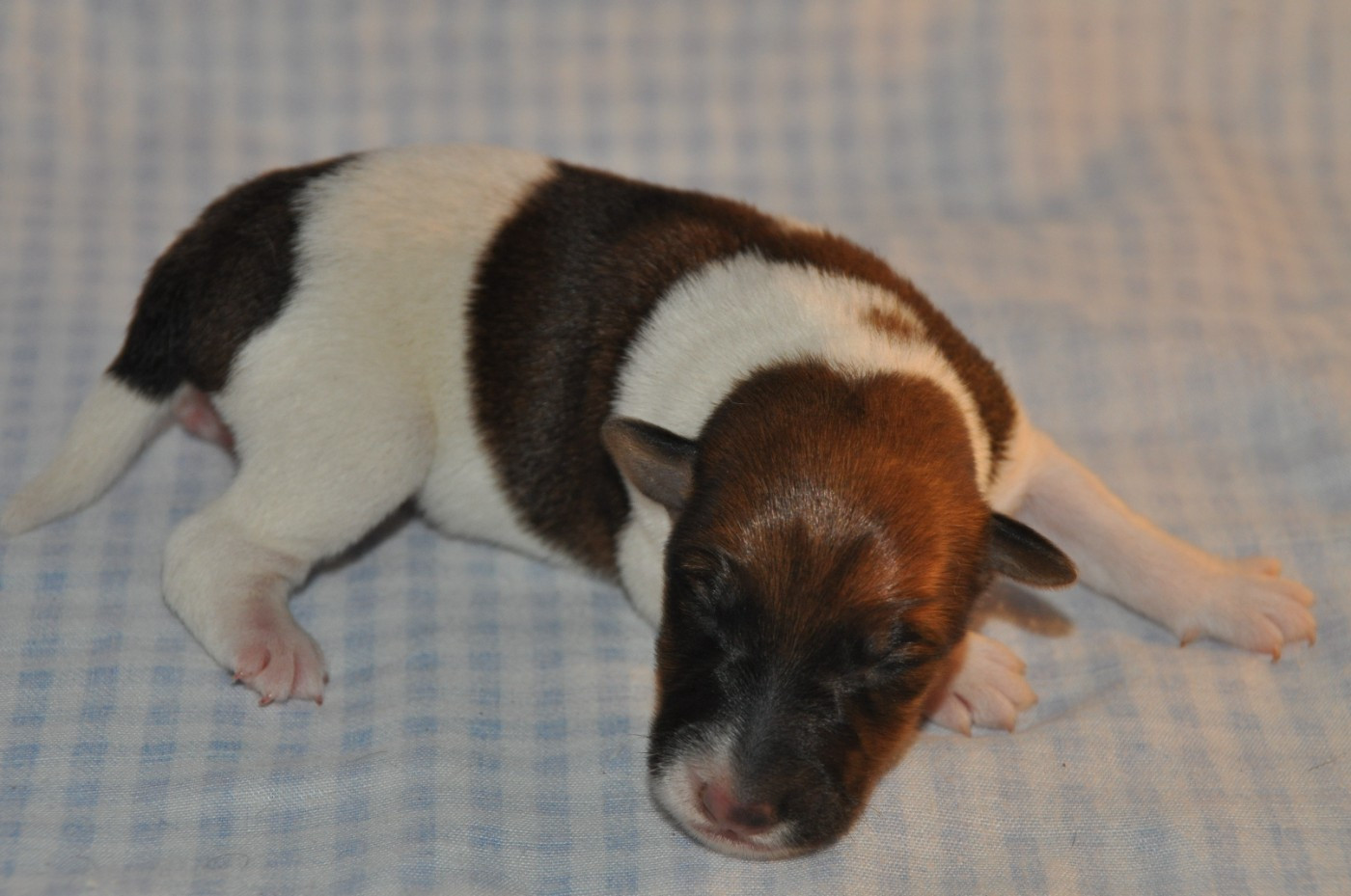 Du castel des pres - Chiots disponibles - Fox Terrier Poil lisse