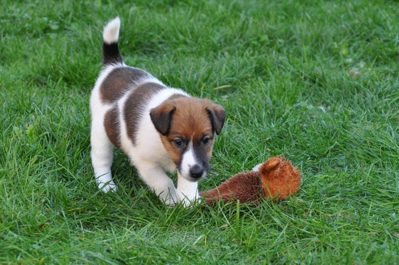 Du castel des pres - Chiots disponibles - Fox Terrier Poil lisse
