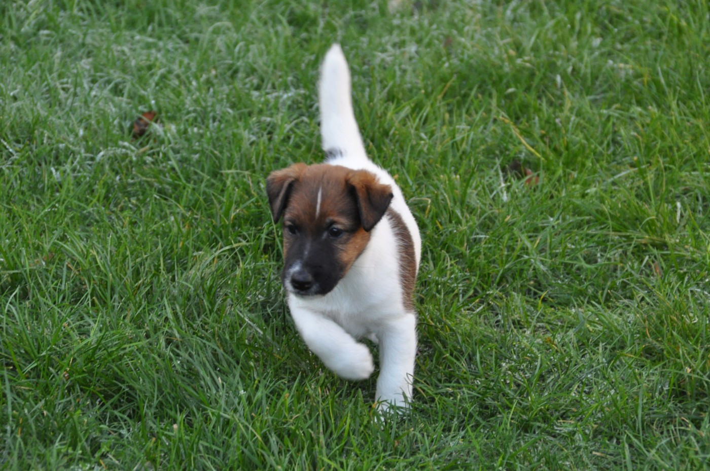 Du castel des pres - Chiots disponibles - Fox Terrier Poil lisse