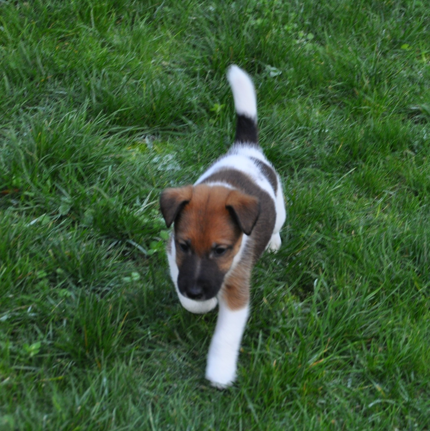 Du castel des pres - Chiots disponibles - Fox Terrier Poil lisse