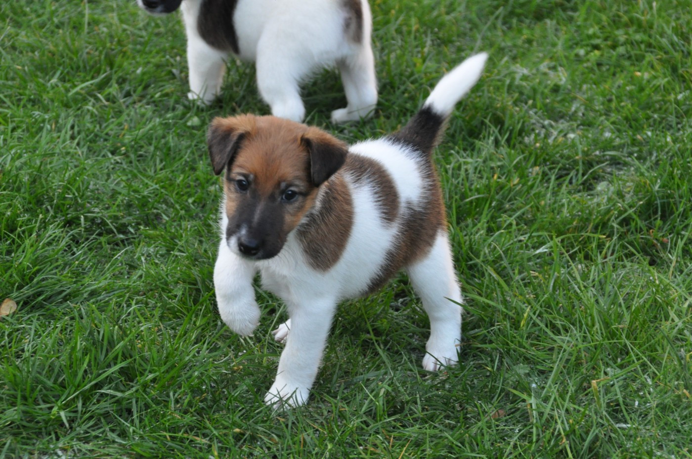 Du castel des pres - Chiots disponibles - Fox Terrier Poil lisse