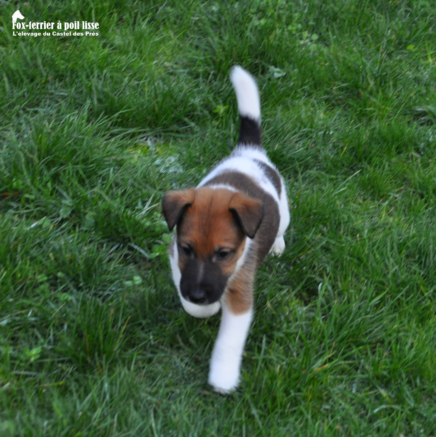 Du castel des pres - Chiots disponibles - Fox Terrier Poil lisse