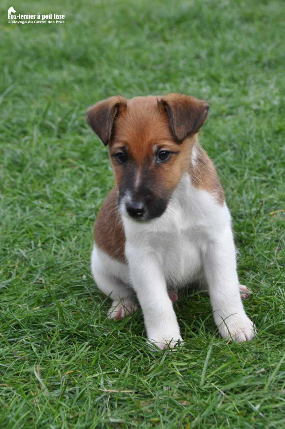 Du castel des pres - Chiots disponibles - Fox Terrier Poil lisse
