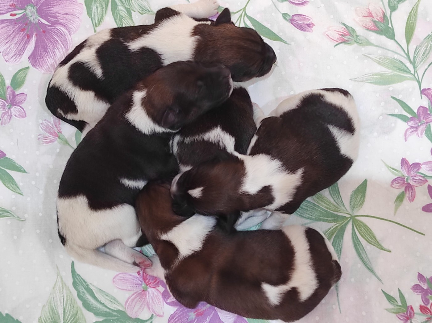 Chiot Fox Terrier Poil lisse Du castel des pres
