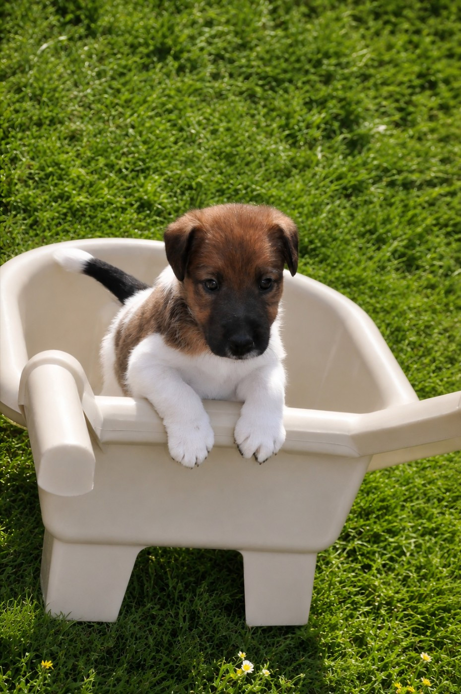 Du castel des pres - Chiots disponibles - Fox Terrier Poil lisse