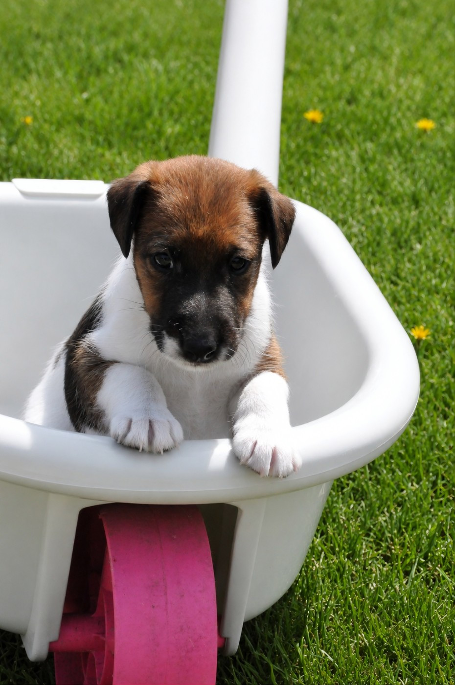 Du castel des pres - Chiots disponibles - Fox Terrier Poil lisse