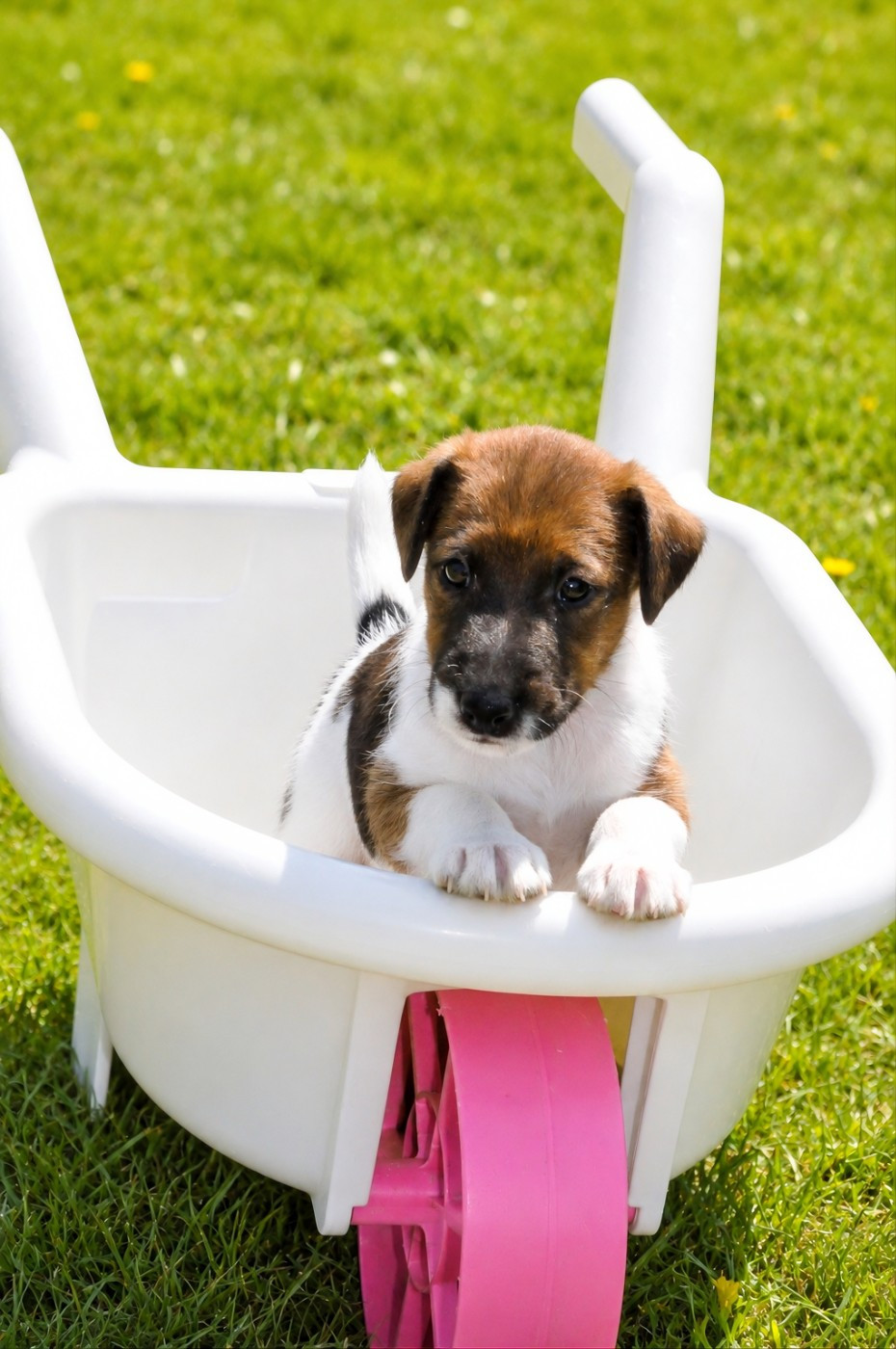 Du castel des pres - Chiots disponibles - Fox Terrier Poil lisse