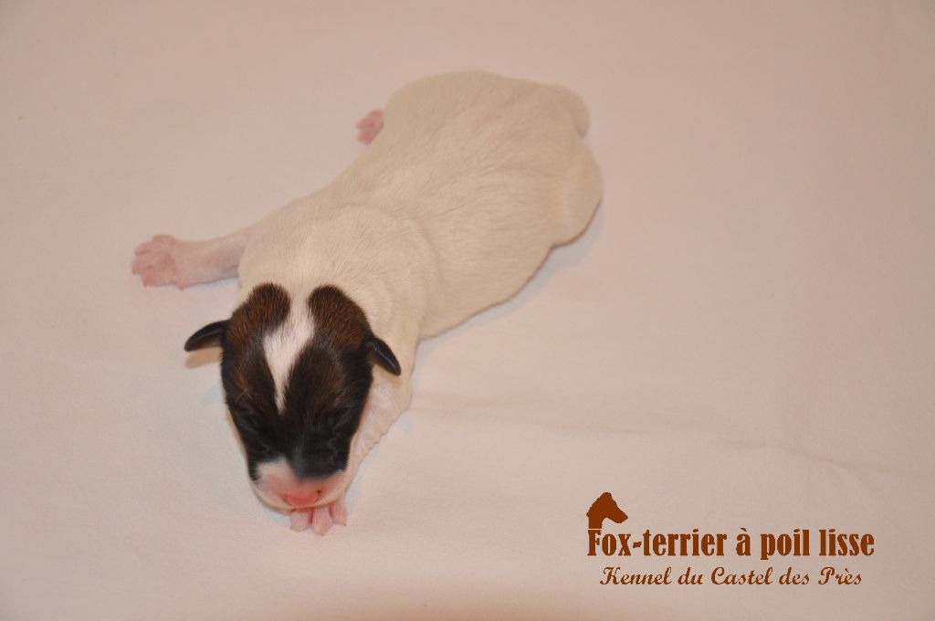 CHIOT