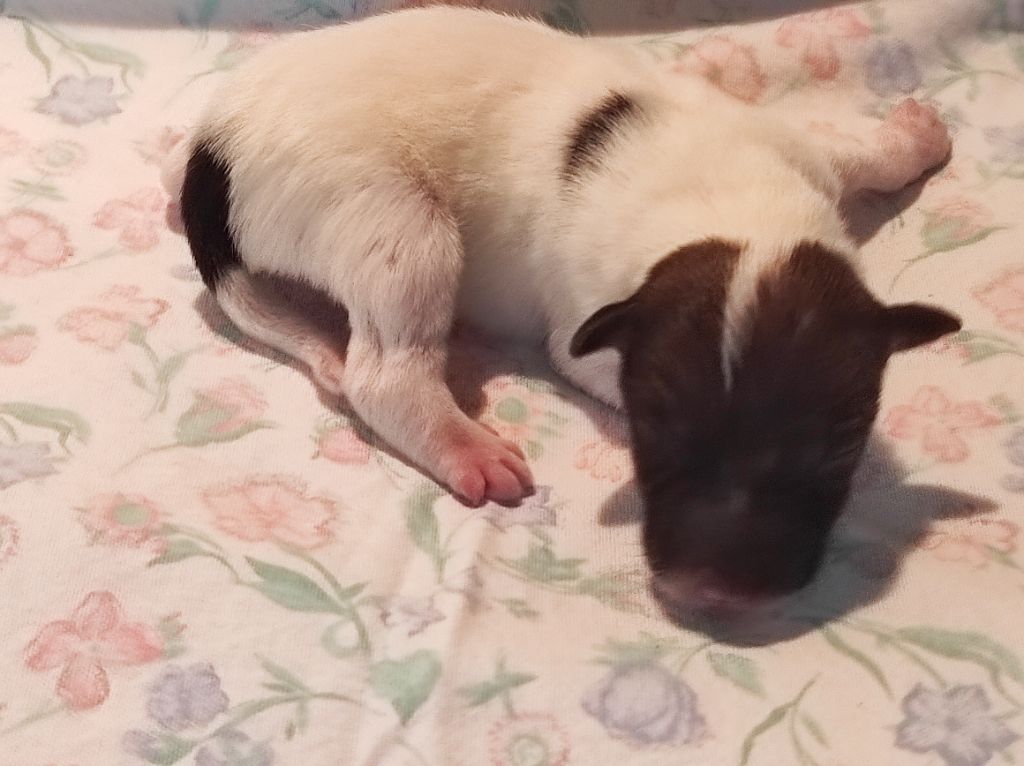 Du castel des pres - Chiots disponibles - Fox Terrier Poil lisse