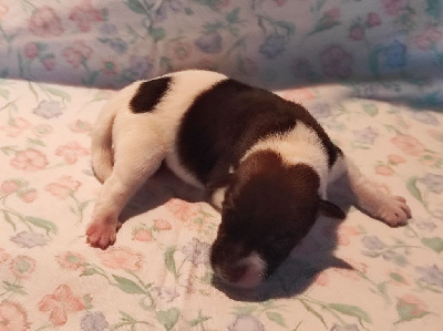 CHIOT