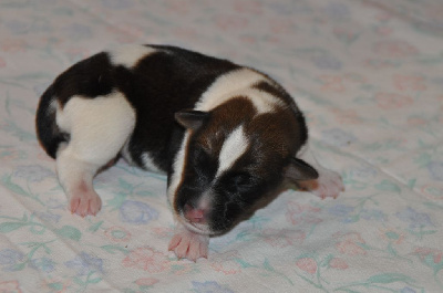 CHIOT