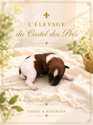 Chiot Fox-terrier à poil lisse